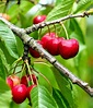 Cherry tree - planting, pruning and advice on caring for the best varieties