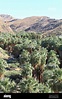 Palm Canyon Oasis in the Colorado Desert, one of the largest, hosting ...