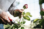 How to Grow Roses from Cuttings | Better Homes and Gardens