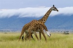 Giraffe Facts: Habitat, Behavior, Diet