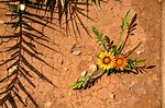 Wüstenblume 1 Foto & Bild | pflanzen, pilze & flechten, blüten ...