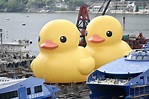 巨鴨首次「二重暢」訪香港 料再掀賞鴨打卡潮 | 港澳大小事 | 中國 | 世界新聞網