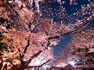 【2023】上野公園で桜を堪能したい人必見！おすすめお花見スポット5選｜THE GATE｜日本の旅行観光マガジン・観光旅行情報掲載