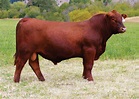 Red Angus - GENEX domina ranking de registros - Assessoria Animal