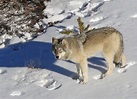 northwestern wolf (Canis lupus occidentalis); DISPLAY FULL IMAGE.