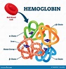 Hemoglobina En Los Glóbulos Rojos Como Esquema De Metaloproteína De ...