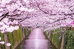 Tokyo Cherry Blossoms, Art, and Seasonal Food: 2024 Two-Day Spring ...