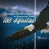 Los que esperan en Jehová se levantarán como las águilas - IMAGENES ...