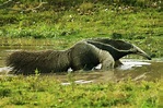 ¿Cuáles son las amenazas para el oso hormiguero en Colombia?