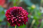 Black Dahlia Flowers [Types, Care Tips and Pictures]
