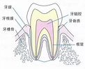 牙齿的构造和知识 - 每日头条