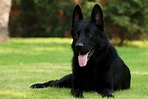 Foto cani neri - foto di alta qualità
