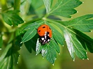 11 fascinating ladybird facts | Love The Garden