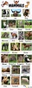 List of Mammals: Useful Mammal Names with Pictures • 7ESL