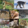Felidae - Wikipedia