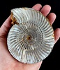 Excelente ammonites!!! - impresionantes detalles de la - Catawiki