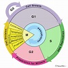The Cell Cycle Study Guide | Inspirit