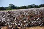Cotton field in Cotton Plant Arkansas | Cotton plant, Plants, Cotton fields