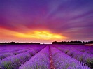 Lavender Fields France Wallpapers - Wallpaper Cave
