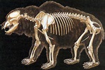 Animal Skeleton pictorial | The World of Animals