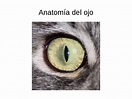 Todo el mundo Detectar Arcaico ojo de gato anatomia Charles Keasing ...