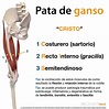 Musculos De Pata De Ganso - EDULEARN