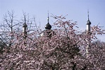 Kirschblüte im Schloßpark Schwetzingen Foto & Bild | deutschland ...