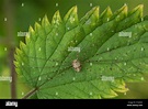 Opilio saxatilis hi-res stock photography and images - Alamy