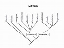 Asterids - Alchetron, The Free Social Encyclopedia
