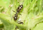Insectos Hormiga Himenópteros - Foto gratis en Pixabay