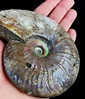 Impresionante ammonites nacarado!!! - excelentes colores - Catawiki