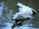 Animales y Plantas de Perú: Cocodrilo de Tumbes - Crocodylus acutus