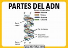 Estructura del adn bases nitrogenadas - ABC Fichas
