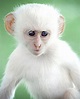 Rare albino vervet monkey, Kruger National Park, South Africa, February ...