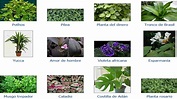 Plantas Ornamentales Nombres Comunes - mi planta es verde
