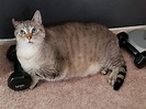 12公斤胖貓被丟收容所外 幸遇識貨貓奴帶回家 | 新奇 | NOWnews 今日新聞