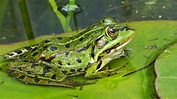 der Frosch 1 Foto & Bild | tiere, wildlife, amphibien & reptilien ...