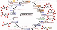 Ciclo de Krebs ~ BITÁCORA DE UNA ESTUDIANTE DE NUTRICIÓN