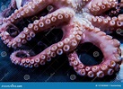 Tentáculos Del Calamar Gigante, Tentáculos Hervidos Del Pulpo Con ...