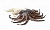 tentáculos de calamar aislado sobre fondo blanco 11087866 Foto de stock ...