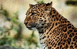Tierpark Hagenbeck – Leopard Steckbrief