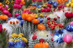 Conoce los tipos de cactus que dan flores - Viveros Jesús