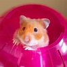 30 Cute Hamster Pictures You Need to See | Funny Hamster Photos