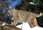 Felidae (Cat family) – Evergreen Audubon | Evergreen Nature Center