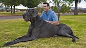 Découvrez le chien le plus grand du monde! - RTBF Actus