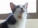 貓咪常識小測驗 看看你是否真的了解貓咪！ | 寵毛網 | NOWnews今日新聞