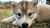 Cute Wolf Puppy Wallpapers - Top Free Cute Wolf Puppy Backgrounds ...