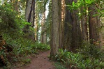 Damnation Creek Trail Wallpapers - Wallpaper Cave