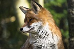 Fuchs Foto & Bild | tiere, wildlife, säugetiere Bilder auf fotocommunity