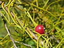 ¿Qué son las plantas parásitas? | Jardineria On